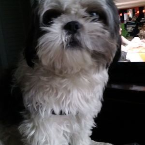 Meet your Posher, Norma